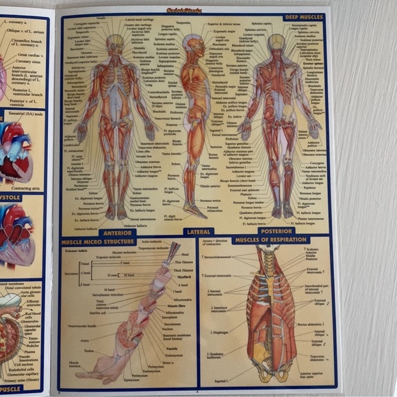 Anatomy Deep and Posterior Most Comprehensive All in One Anatomy Fold Out Chart - Picture 4 of 6